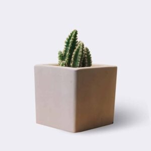Tienda cactus2 free img