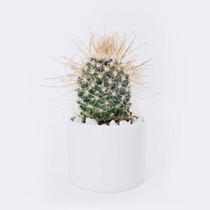 Tienda cactus3 free img