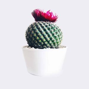 Tienda cactus4 free img