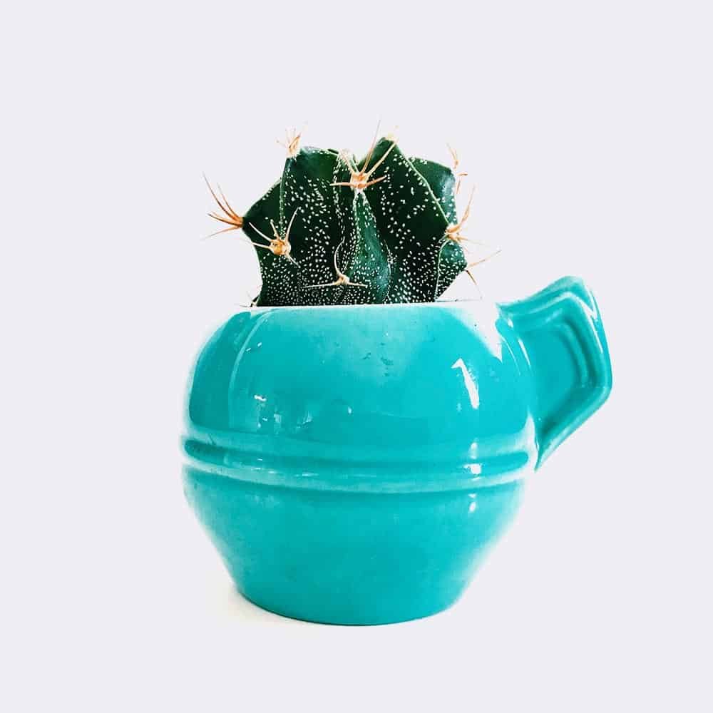 Tienda cactus5 free img