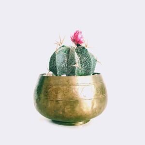 Tienda cactus6 free img
