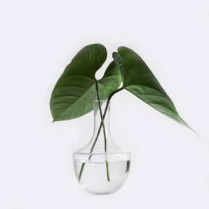 Tienda plant1 free img