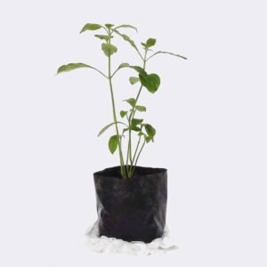 Tienda plant2 free img