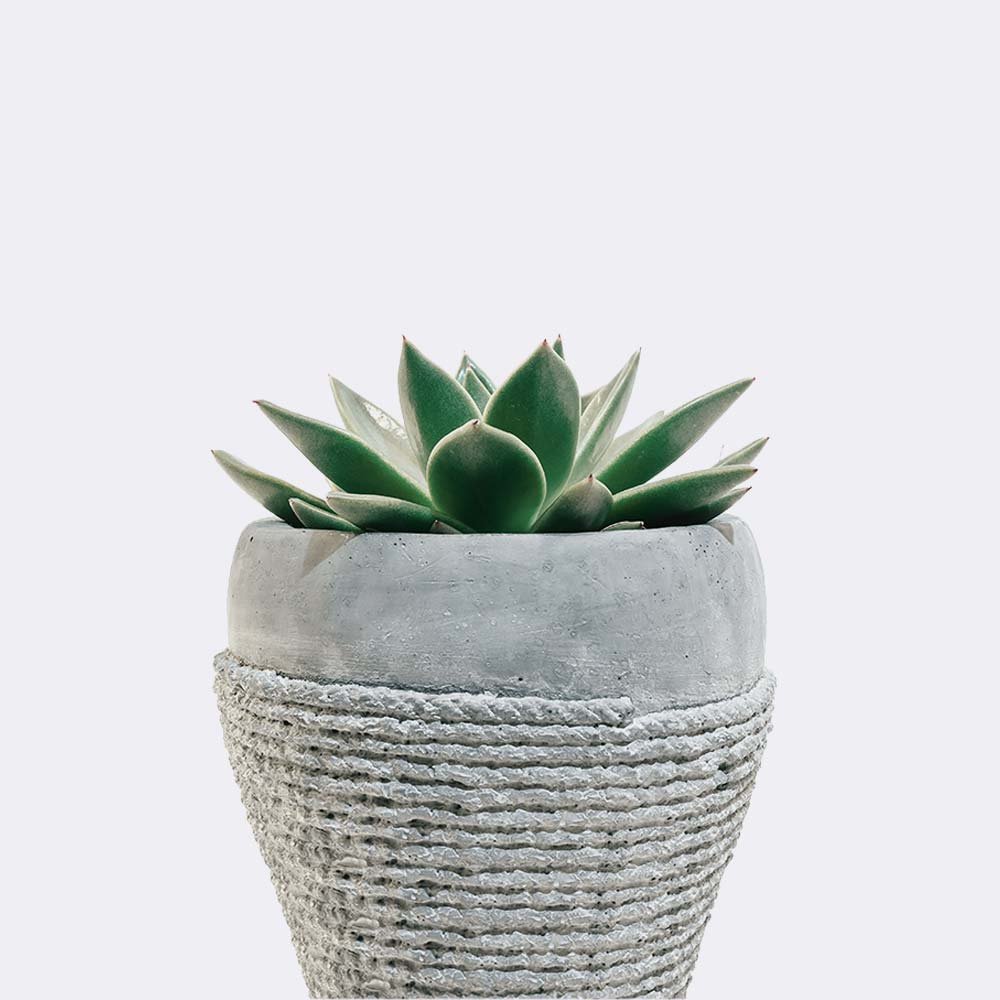 Tienda plant5 free img